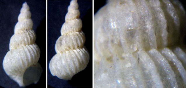 Conferma Epitonium clathratulum